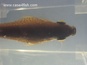 Foto Galerie/Anabantiformes/Trichopodus leerii/Trichopodus leerii_07_S.jpg